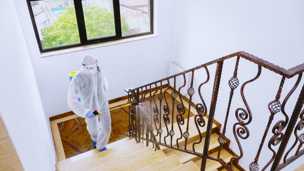 mold removal in house
