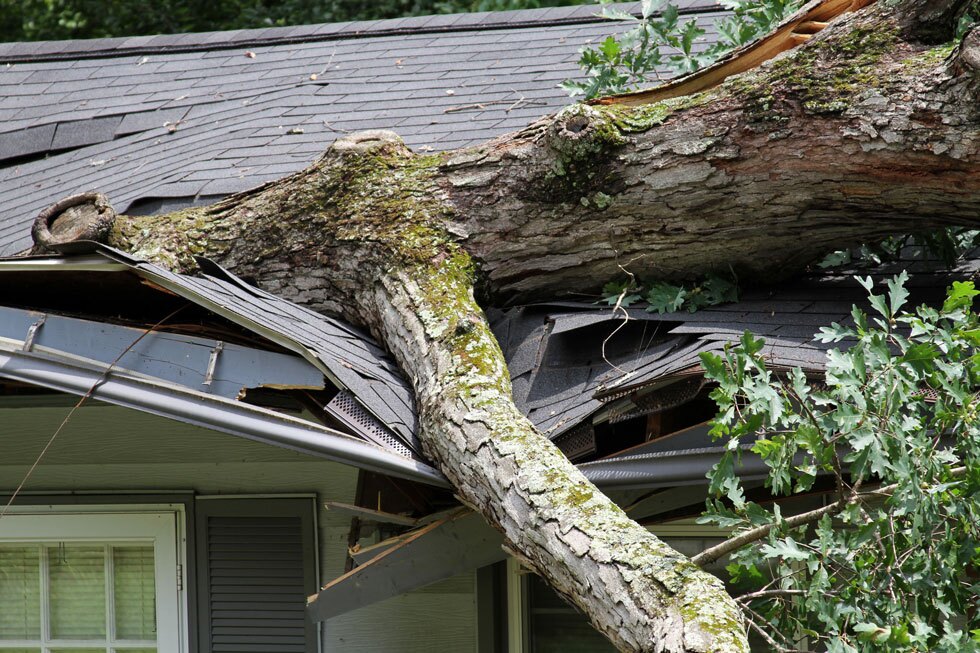 tree on roof